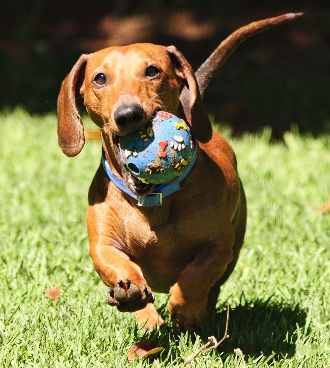 Dog Poop Pickup in Van Buren Twp Michigan