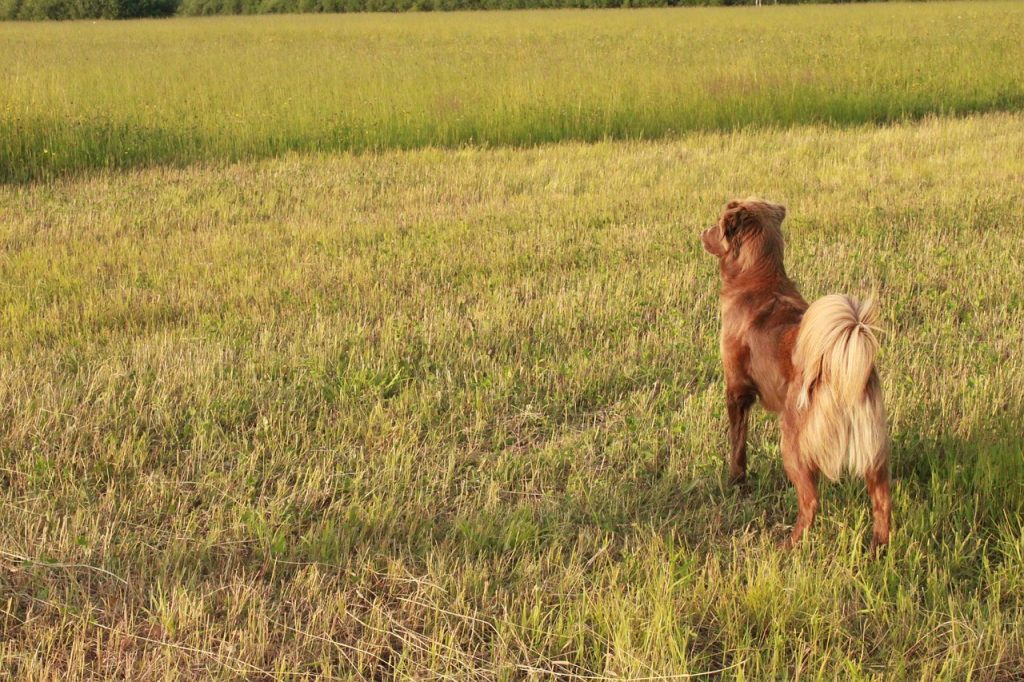 Dog Poop Pickup in Van Buren Charter Township Michigan