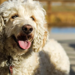 Dog Poop Pickup in Van Buren Twp Michigan