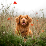 Dog Poop Pickup in Van Buren Twp Michigan
